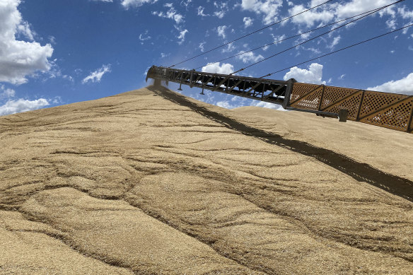 A mountain of grain is flowing into GrainCorp's NSW receival sites.