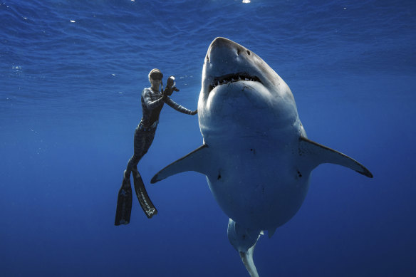 A large great white shark off Hawaii’s Oahu. With a lineage of more than 60 million years, the sharks would not know what to make of humans, scientists say.