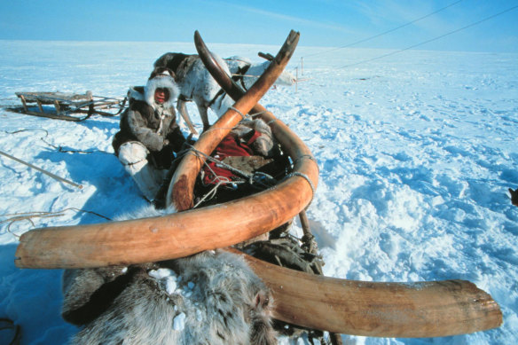 Scientists said in October 1999 that they had dug up an entire 23,000-year-old woolly mammoth from the Siberian permafrost.