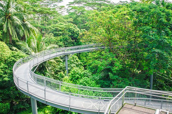 One of Singapore’s treetop walkways.