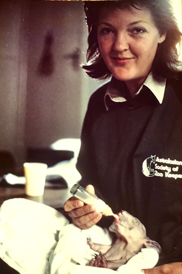 Bottle-feeding kangaroo orphans in 1983.