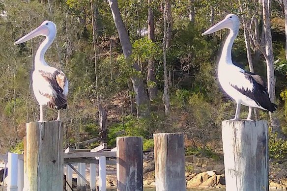 A pair of pelicans spotted at Batemans Bay.