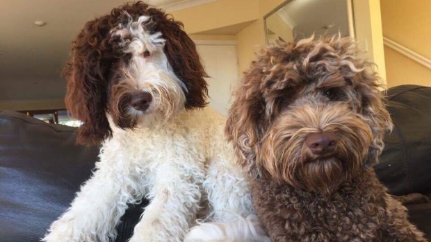The Forbes' labradoodles - Harvey (left) and Bear (right).