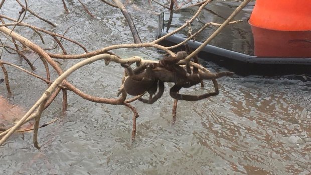 A spider clings to a branch to stay dry as flood levels slowly ease across parts of north Queensland.
