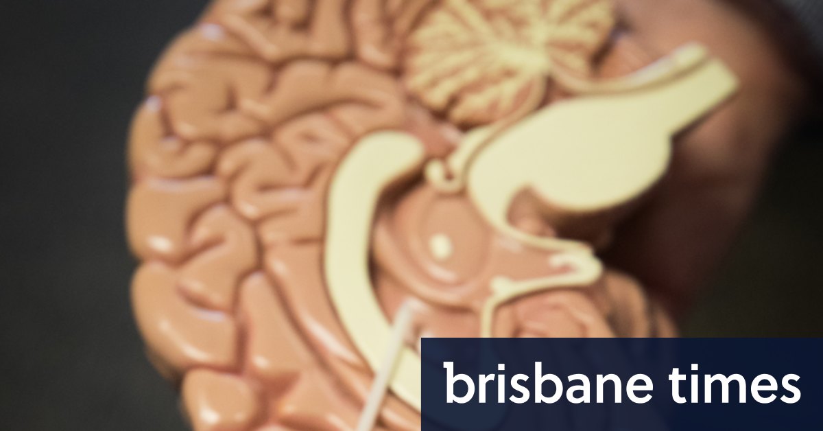 ‘Otak’ yang ditanam di laboratorium membantu peneliti UQ mencari obat