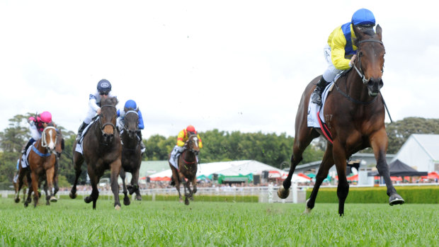 Top class: Anaheed puts a gap in her rivals in the Victory Vein Stakes in the spring.