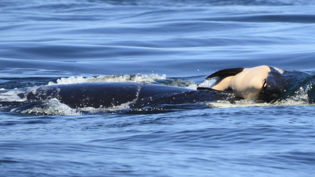 J35 has continued to follow her pod, all while working to keep her baby's body afloat.