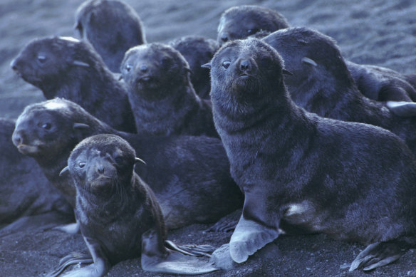 These fur seals are thriving on the tip of an undersea volcano.