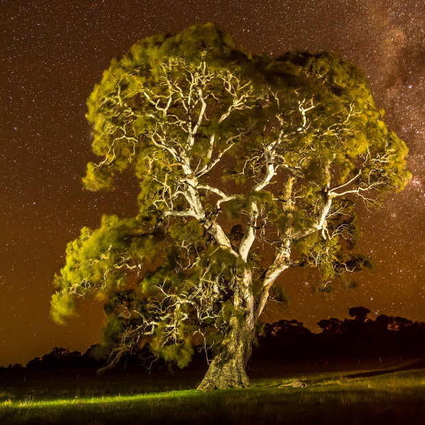 The grandfather tree, the companion of the birthing tree or grandmother tree. In Djab Wurrung culture it's believed birthing trees are guarded by a partner grandfather tree, and their roots intertwine and communicate underground.