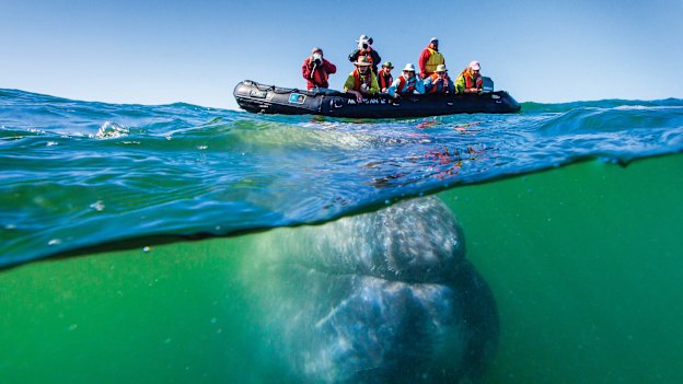 In Mexico’s Baja California, whales are often eager to mug the pangas, or small fishing boats