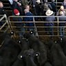 Boy trampled by cow in the middle of the night at sale yards