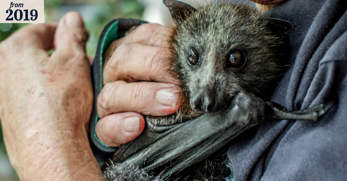 'Pure torture': Tree netting hurts our most vulnerable animals