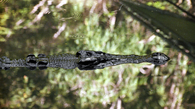 A file image of a crocodile in the Daintree River, north of Cairns. 