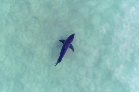 Sharks bit 47 people in unprovoked incidents last year.