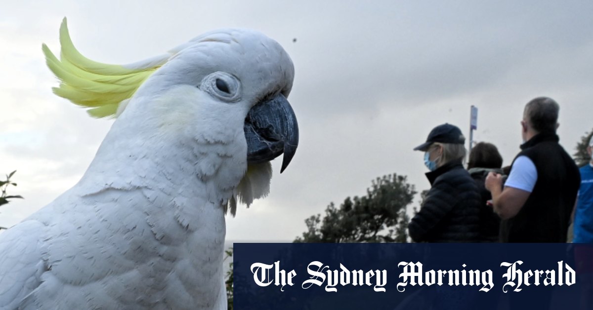 Fake snakes, bricks, sneakers: How Sydneysiders are fighting the cockatoo bin war