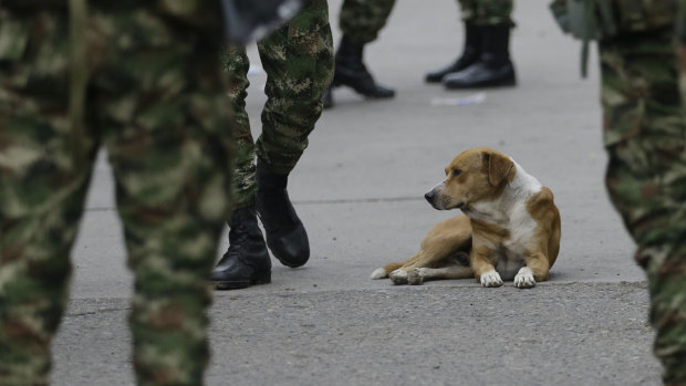 A dog sits among Colombian soldiers near the Simon Bolivar International Bridge in La Parada, near Cucuta, Colombia, on the border with Venezuela.