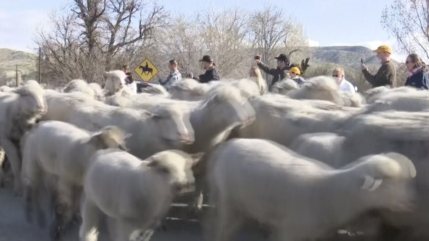 The sheep cross state Highway 55 near Eagle, Idaho, this week.