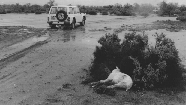 "But the sudden cold snap was killing freshly-shorn sheep..." Broken Hill, March 14, 1989