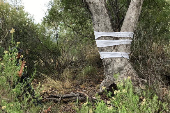 Judy Watson, one of the artists featured in the exhibition Myall Creek and Beyond, wrapped muslin around trunks to represent “witness trees”. 