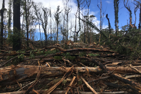 Logging operations in burnt forests on the state’s South Coast after the 2019-20 bushfires.