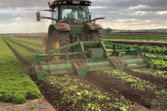 A tractor at Hussey & Co farms in Victoria ploughs vegetables back into the soil.