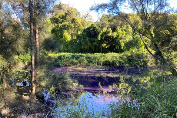 The local council says it will continue to monitor the condition of the Duck River after it turned purple.