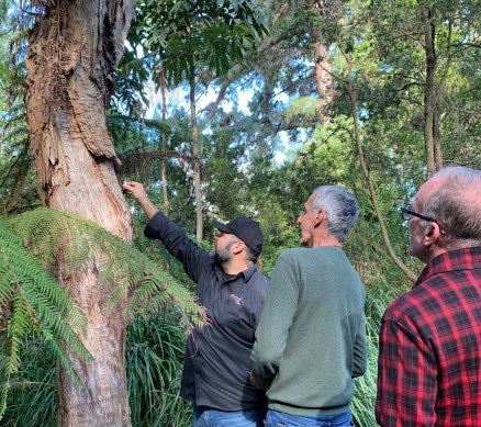 Bookabee tours … plants had many different Indigenous uses.