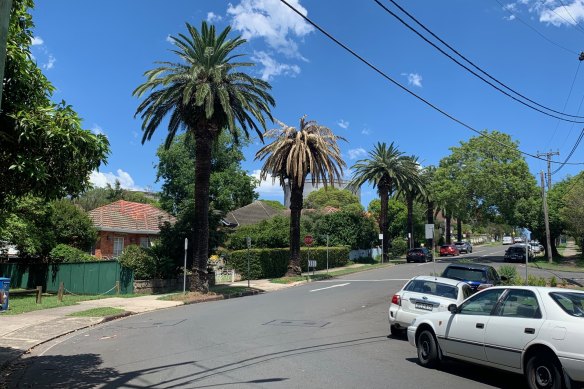 This infected palm tree in Penshurst, seen this month, was home to a large number of Australian white ibises. 