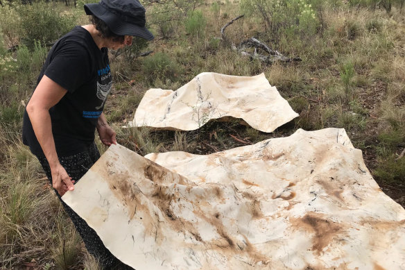 Judy Watson was inspired to incorporate the environment at the Myall Creek site into her artwork. 