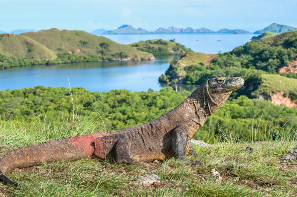 Komodo dragon, Indonesia.