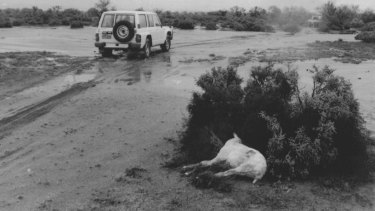 "But the sudden cold snap was killing freshly-shorn sheep..." Broken Hill, March 14, 1989