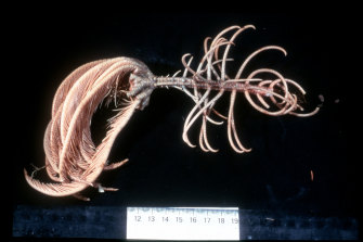 Bir Crinoidea veya “Deniz Zambağı”