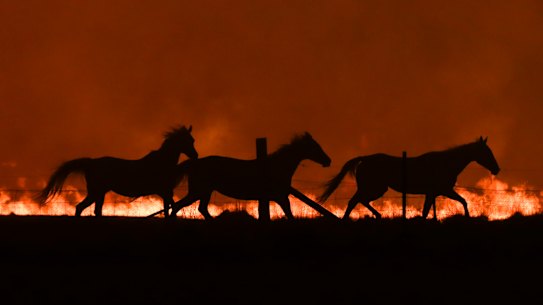 Horses fleeing as a  bushfire burning south of Canberra threatens  communities in Bumbalong and the region on Saturday.