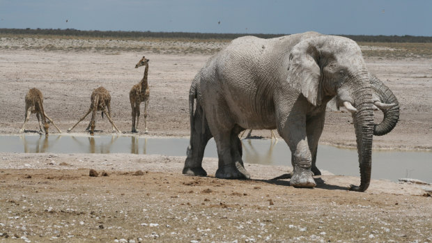 Elephants and a baby giraffe near Sossusvlei Mountain Lodge, Namibia. 
