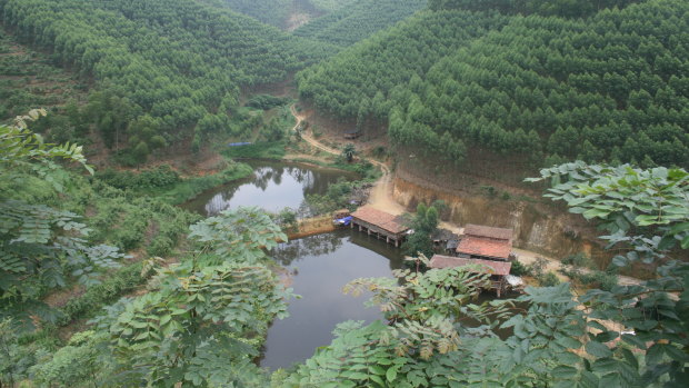 A plantation of Eucalyptus tereticornis in Guangxi, southern China.