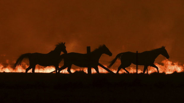 Horses fleeing as a  bushfire burning south of Canberra threatens  communities in Bumbalong and the region on Saturday.