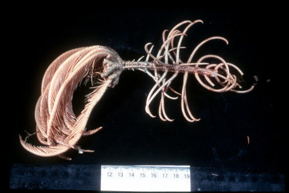 A Crinoidea or “Sea Lily”