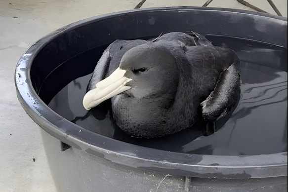 The infected giant bird, found near Esperance in Western Australia, marked the beginning of a wave of sick seabirds washing up on Australian beaches.