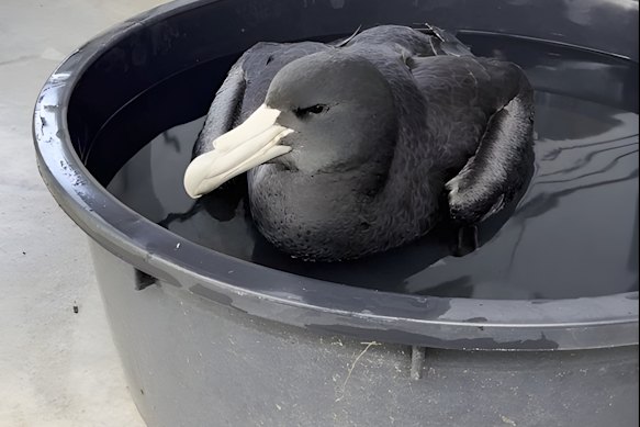This infected giant petrel found near Esperance in WA marked the beginning of sick seabirds washing up on Australian beaches.
