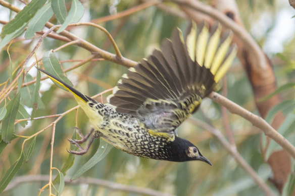 The regent honeyeater is one of the species at risk if Warragamba's wall is raised, the Planning Department says.