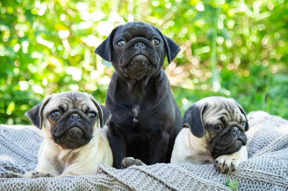 Cute pugs are adored by their owners.