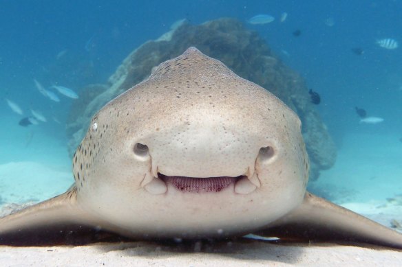 A leopard shark in Exmouth Gulf.