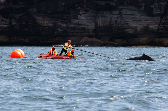 The rescue workers cut the whale free of nylon cord just after 11am.
