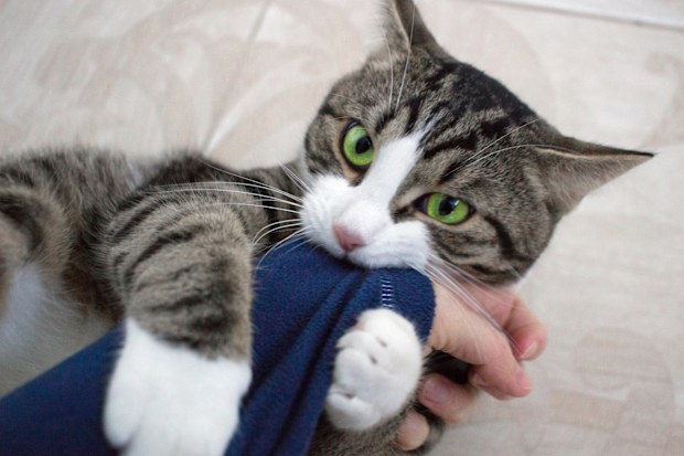 Domestic pet cat with bright green eyes plays biting arm sleeve