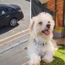 Princess was put down after being thrown off the roof of a Perth shopping centre car park by her owner. 