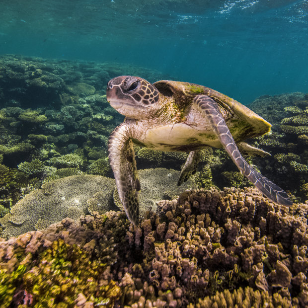 A turtle on Ningaloo Reef. 
