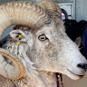 This yarn about the links between wool and war might surprise you