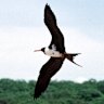 Christmas Island frigate birds are among the species at extreme risk.