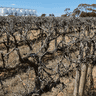 ‘A lot of pain’: The hangover looming from Australia’s budget-wine boom