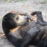 Cranky Borneo bear's world-first Australian surgery